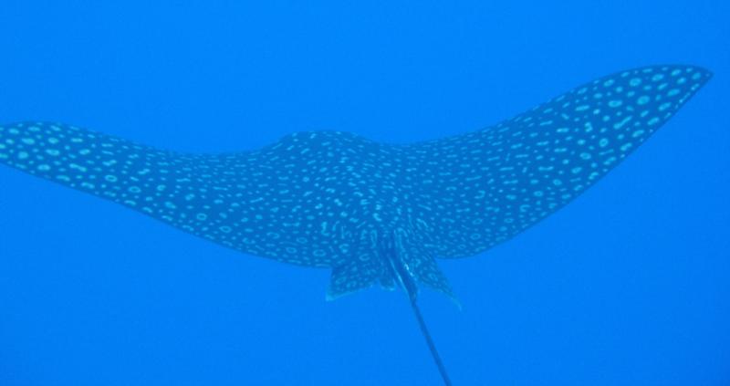 Spotted Eagle Ray-Grand Cayman North Wall