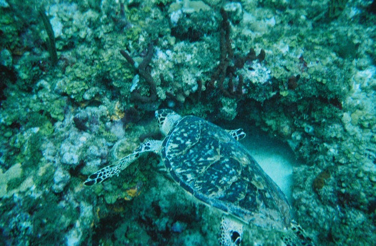 St. Thomas Turtle