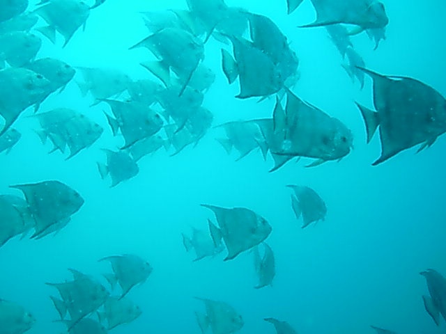 angel fish