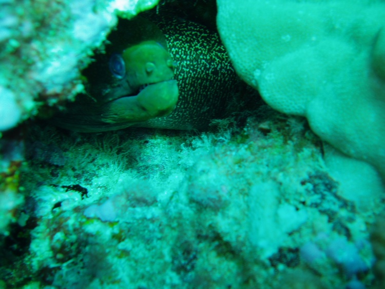EEL