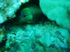 EEL