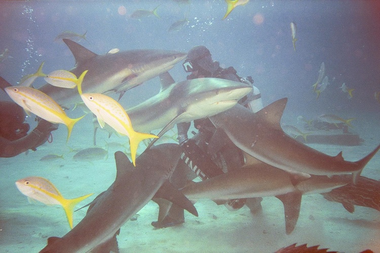 Shark Feeding