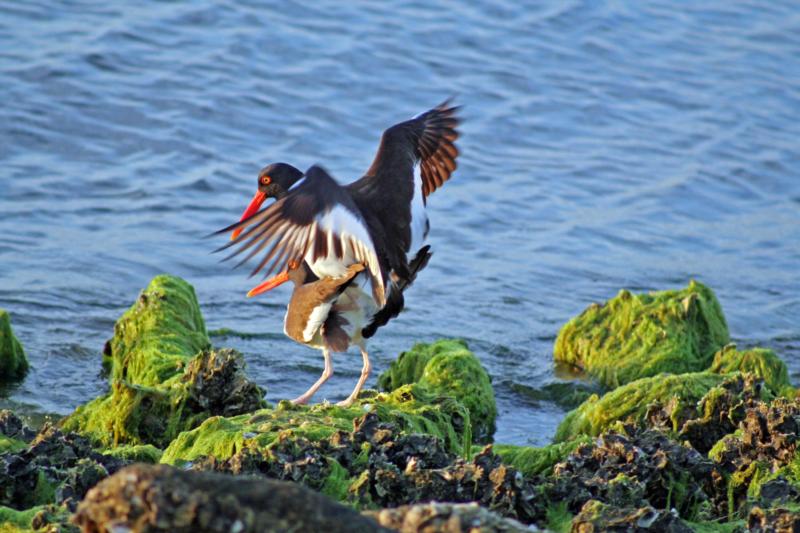 oystercatchers