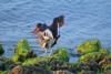 oystercatchers