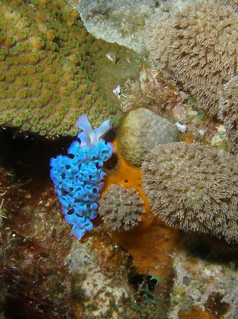 Curacao, nudibranch