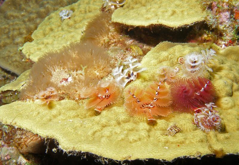 Curacao, xmas tree worms