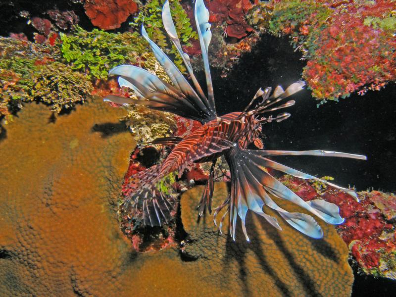 lion fish grand cayman 09