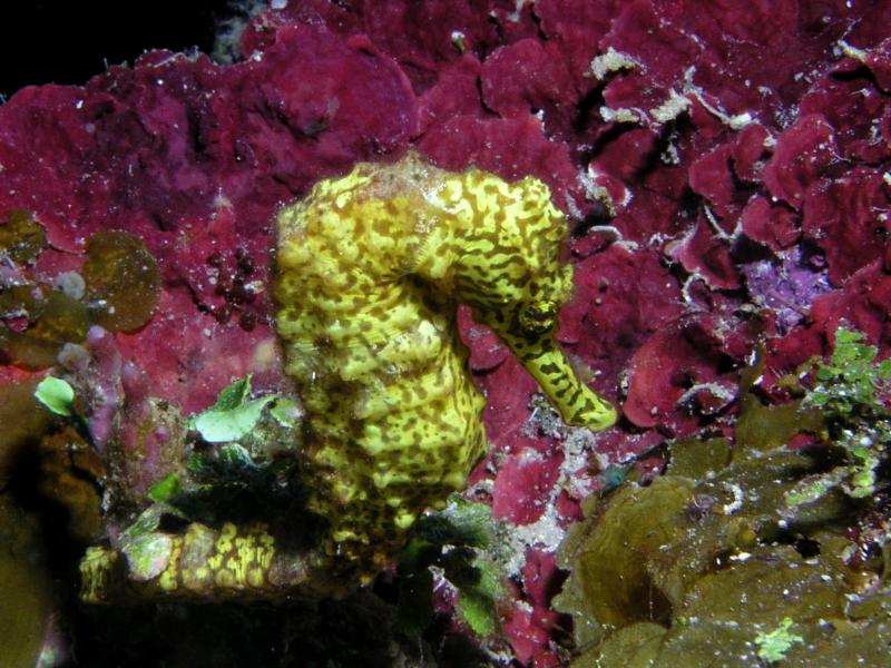 Seahorse, Roatan 2010