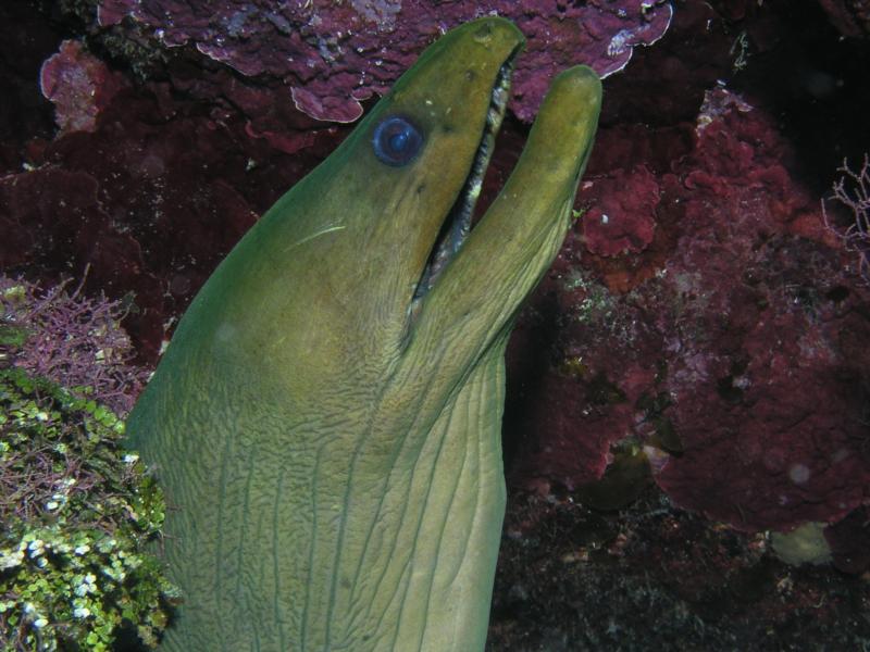 EEL Roatan