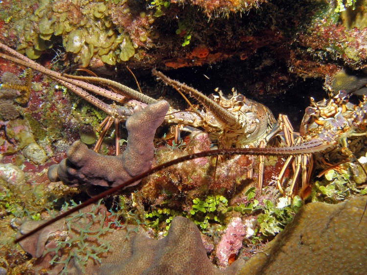Lobsters, Belize