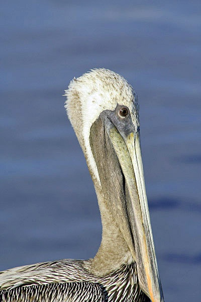 Pelican Keys