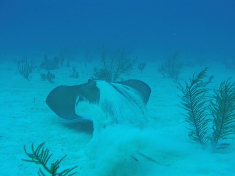 Ray, Key Largo