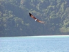 2003 - Sea Dragon MV Andaman - Fish Eagle