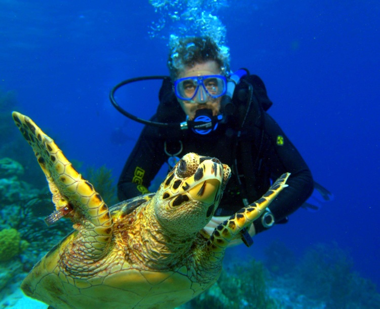  Bonaire Turtle