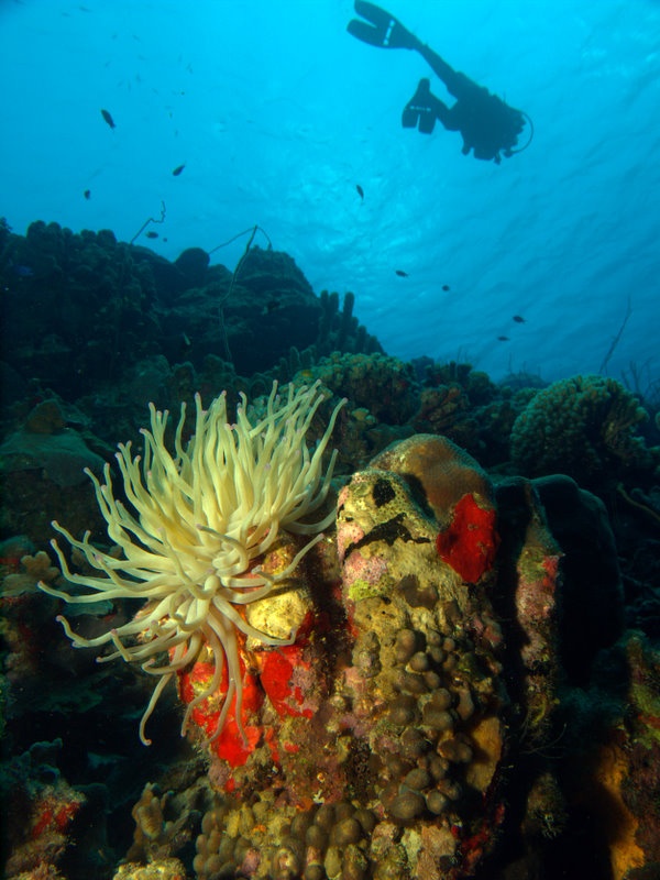 Bonaire Flower