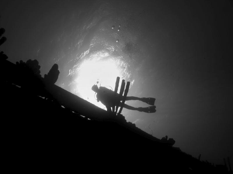 bonaire wall