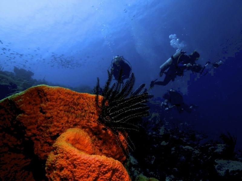 Orange sponge Bonaire