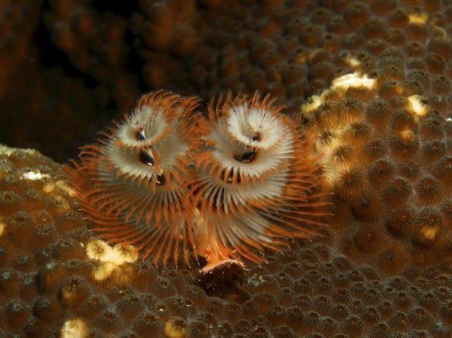 Xmass tree worm