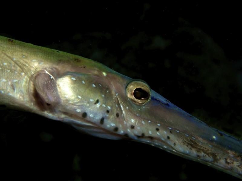 Trumpet Fish