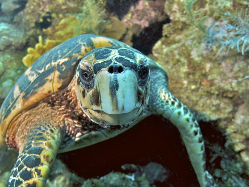 Turtle bumping the lens.