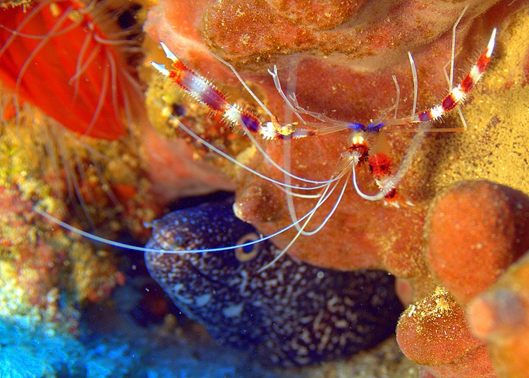 DIVE BUDDIES