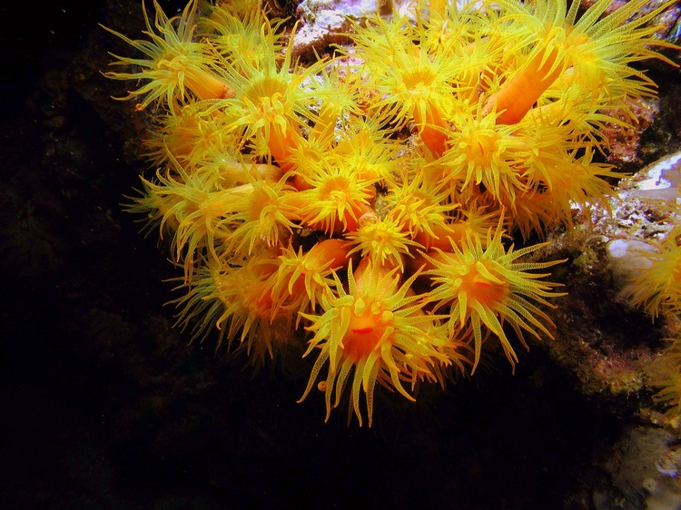cup coral capt dons