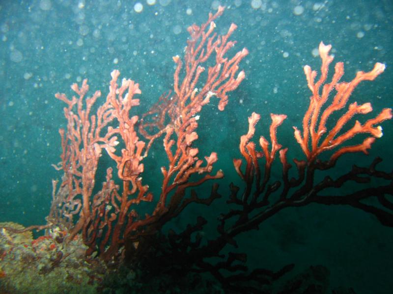 Fire Coral