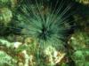 Urchin on Baracuda reef