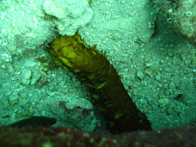 Cucumber Baracuda reef