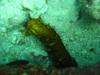 Cucumber Baracuda reef