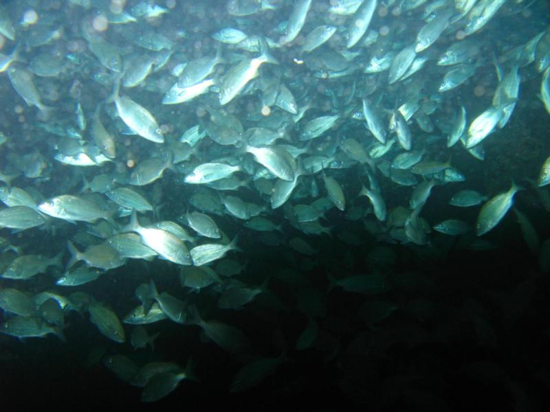 Wall of reef runners