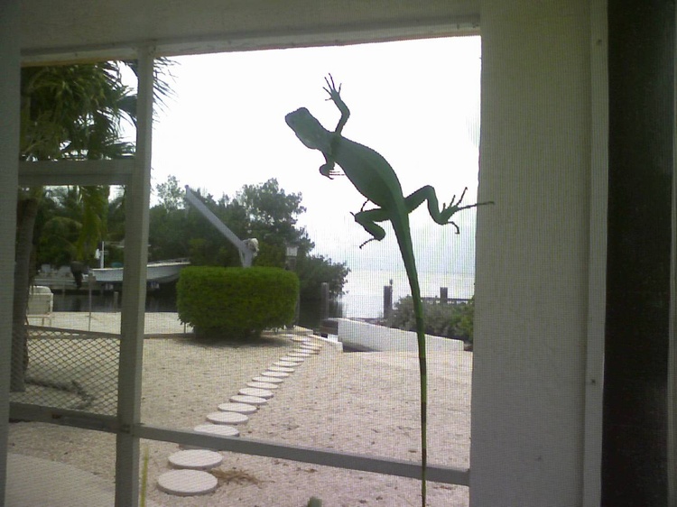 We have a lot of critters living with us in the Keys..