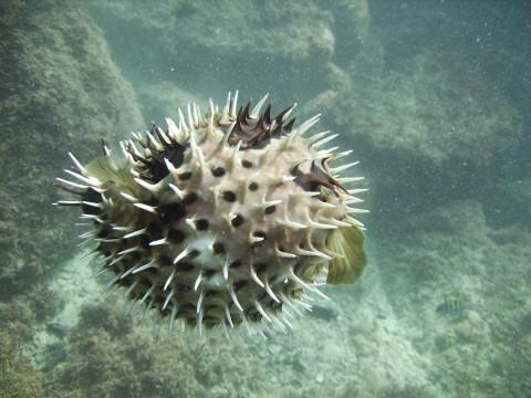 puffer in San Carlos