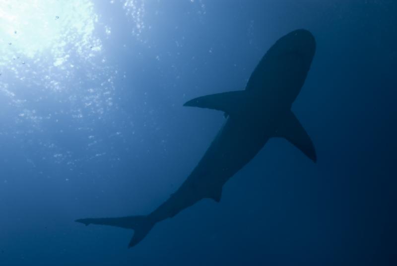 Black Tip Shark in Bahamas During Our Shark Feeding