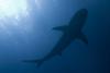 Black Tip Shark in Bahamas During Our Shark Feeding