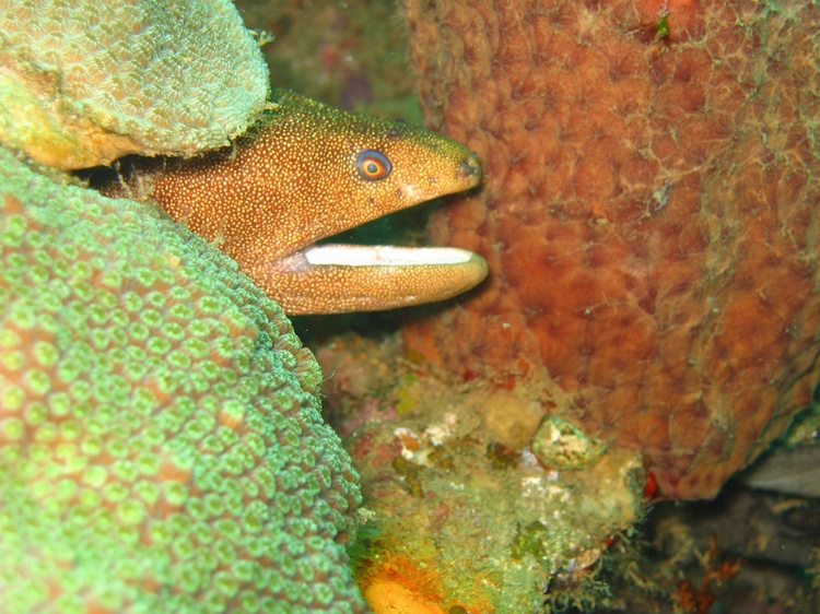 St. Lucia Eel