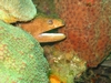 St. Lucia Eel