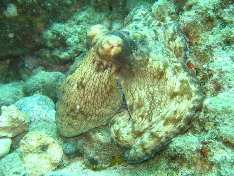 St. Lucia Octopus