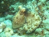 St. Lucia Octopus