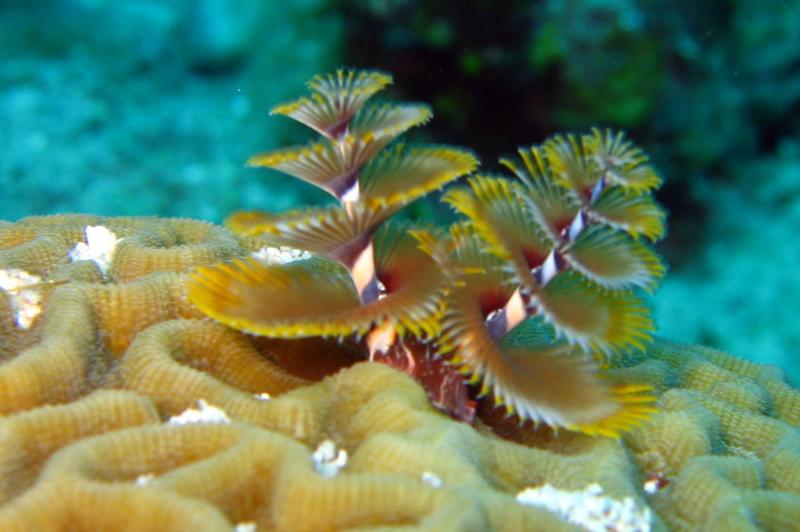 My fave-Xmas tree worms! ROATAN