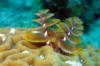 My fave-Xmas tree worms! ROATAN