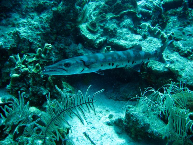 Barracuda ROATAN