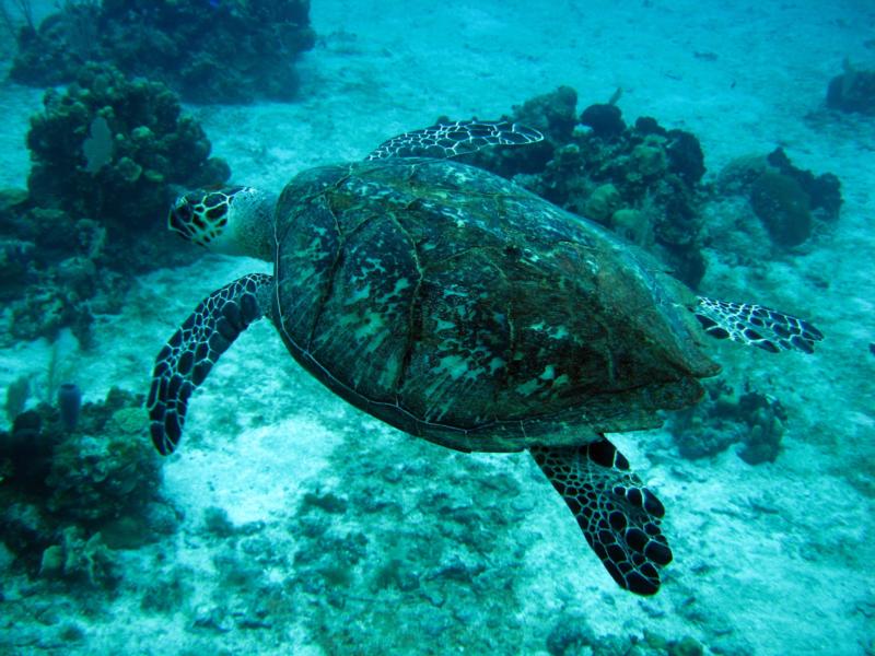 Killer turtle ROATAN