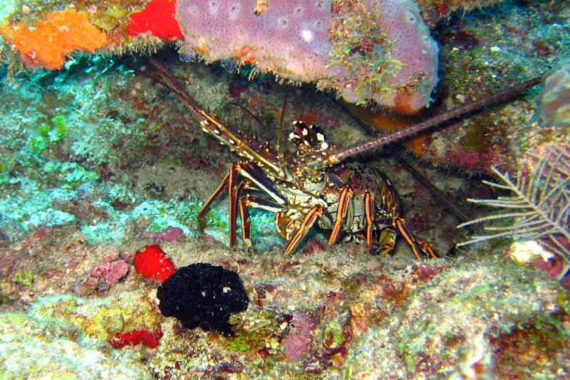Lobster in ROATAN