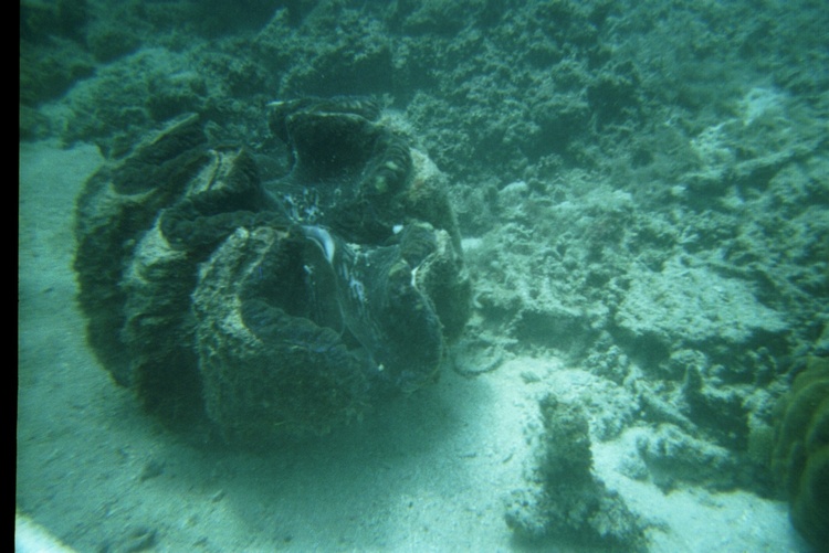 Great Barrier Reef 2003