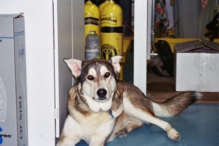 Shop Dog Nala