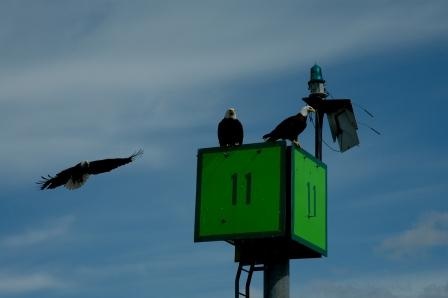 Eagles ,Sitka Channel