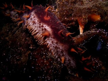 Sea Cucumber