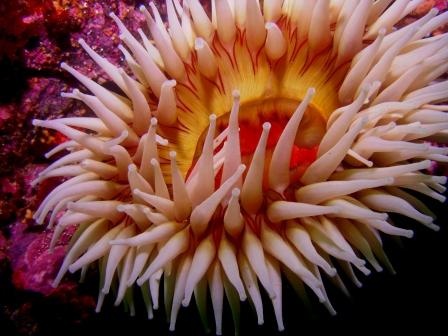 Good Healthy Marine Life, Sitka Alaska