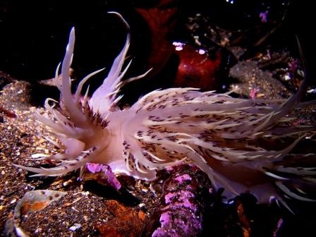 Nudibranch Sitka AK